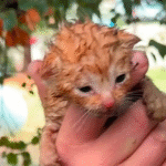 Hailstorm Turns Backyard into Life-or-Death Drama for Tiny Kittens