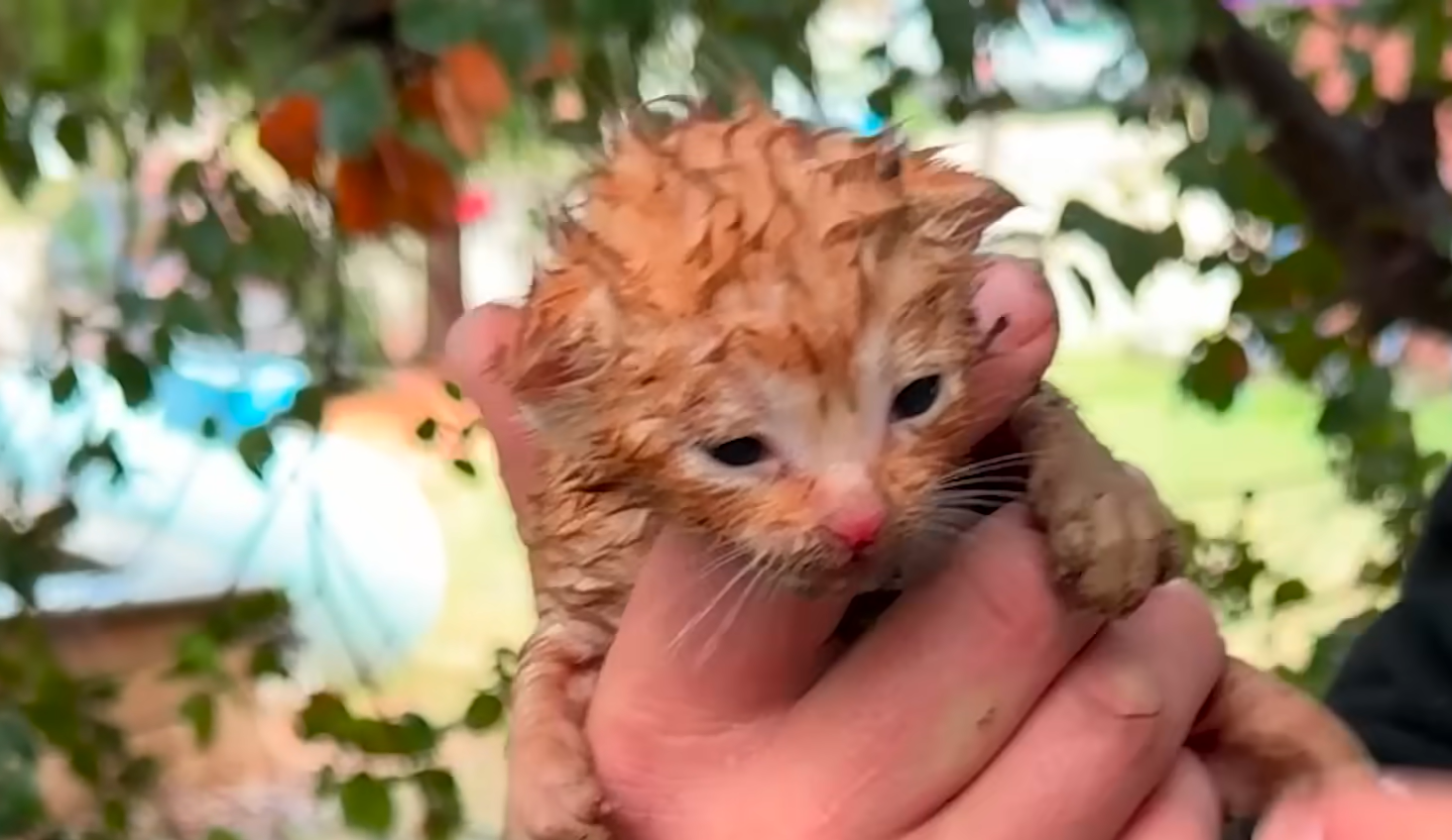 Hailstorm Turns Backyard into Life-or-Death Drama for Tiny Kittens