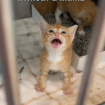 Dallas Shelter Cat Responds to Orphaned Kitten's Heartfelt Cries