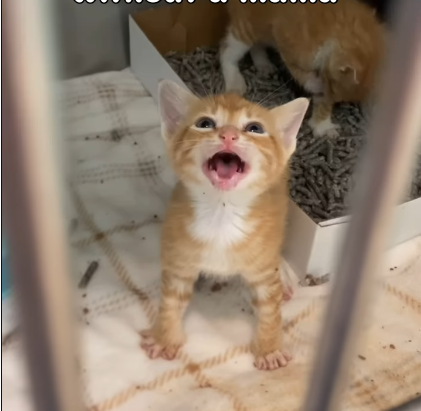Dallas Shelter Cat Responds to Orphaned Kitten's Heartfelt Cries