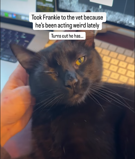 Cat's 'Incurable Attitude' Sparks Laughter in Viral Vet Story