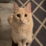 Paralyzed Cat Dumped in Trash Bag Captivates World with Adorable 'I Love You' Blinks