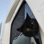 Trucker's Heartwarming Rescue of Stray Cat Sparks Viral Compassion on the Open Road