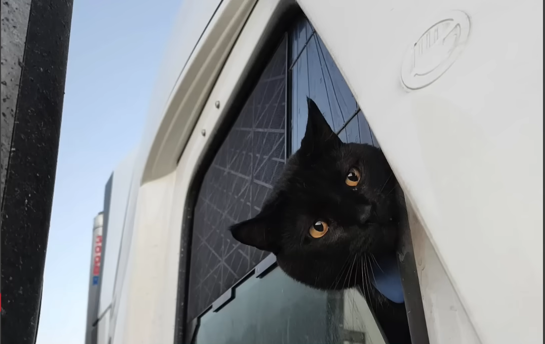 Trucker's Heartwarming Rescue of Stray Cat Sparks Viral Compassion on the Open Road