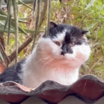 Devoted Pet Owner Crafts Custom Cat Sanctuary for Elusive Feral Companion