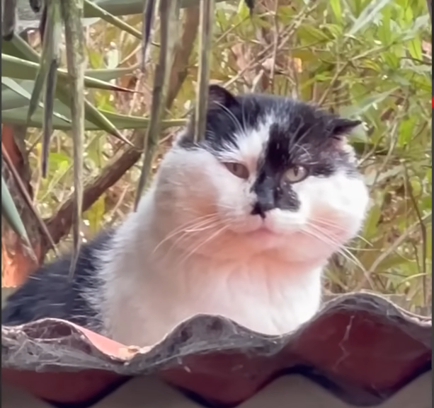 Devoted Pet Owner Crafts Custom Cat Sanctuary for Elusive Feral Companion