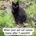 Seven Years Missing: Cat's Homecoming Turns Bittersweet for Devoted Owner