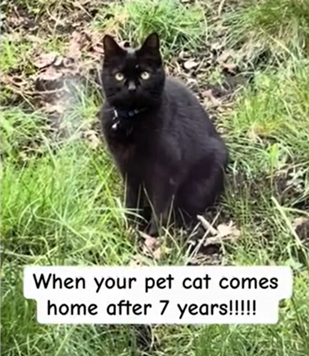 Seven Years Missing: Cat's Homecoming Turns Bittersweet for Devoted Owner