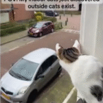 Viral TikTok: Indoor Cats' Stunned Reaction to Outdoor Feline Neighbor Divides Opinions