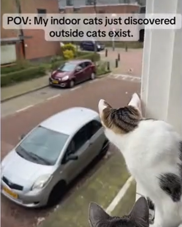 Viral TikTok: Indoor Cats' Stunned Reaction to Outdoor Feline Neighbor Divides Opinions