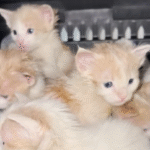 Rain-Dumped Kittens Reunited with Mama in Emotional Collapse of Relief