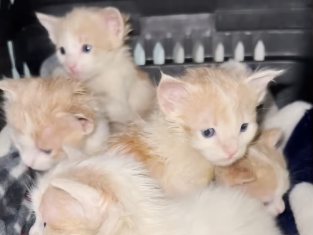 Rain-Dumped Kittens Reunited with Mama in Emotional Collapse of Relief
