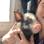 600-Pound Disabled Pig Hannah Montana Captivates Hearts as Daddy's Devoted Little Girl