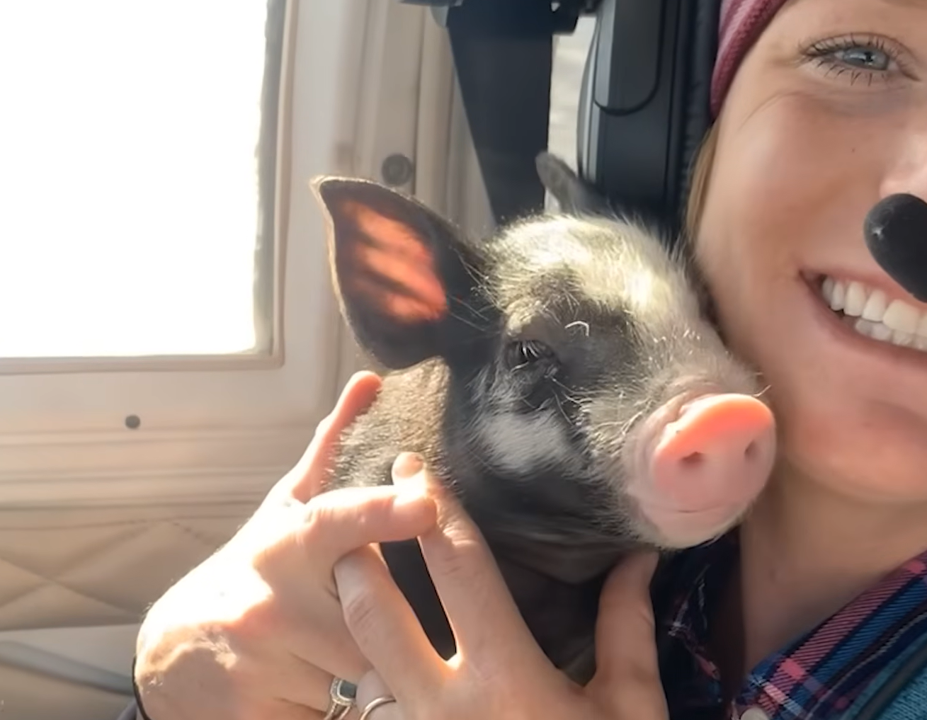 600-Pound Disabled Pig Hannah Montana Captivates Hearts as Daddy's Devoted Little Girl