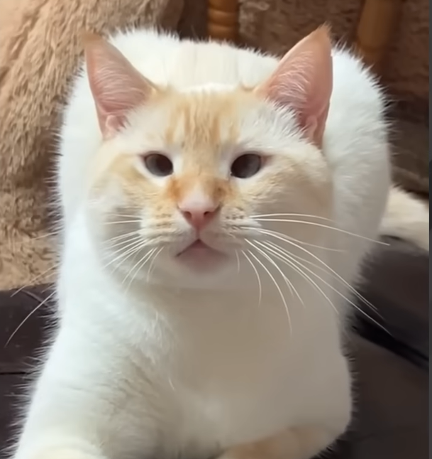 Rescue Cat Momo Defies Expectations with Street-Smart Brilliance