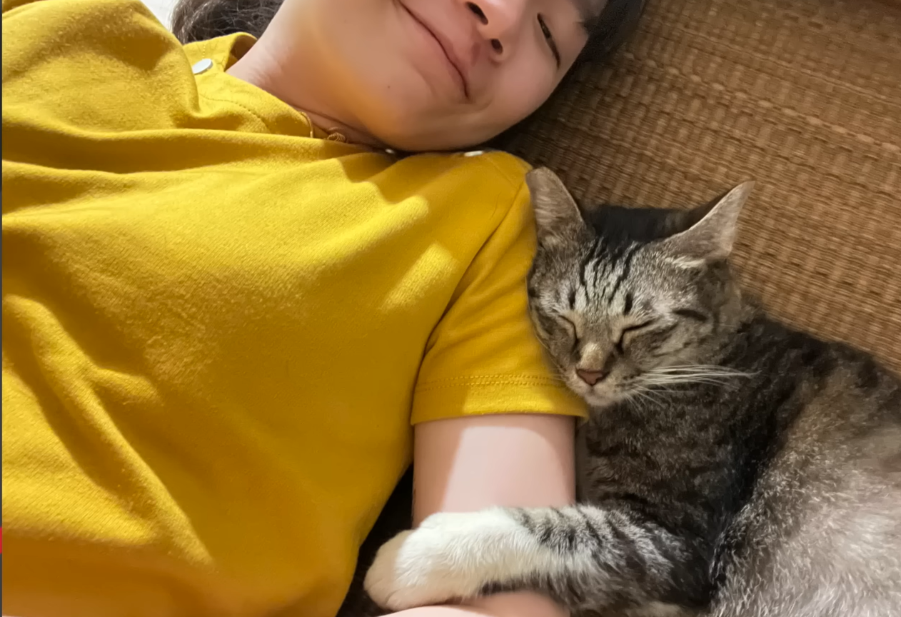 Stray Cat's Polite Pursuit Secures Forever Home and Viral Stardom