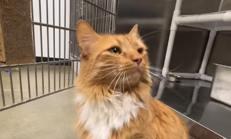 From Cozy Home to Shelter Cage: Zeke the Cat's Quest for a Second Chance After Owners Divorce
