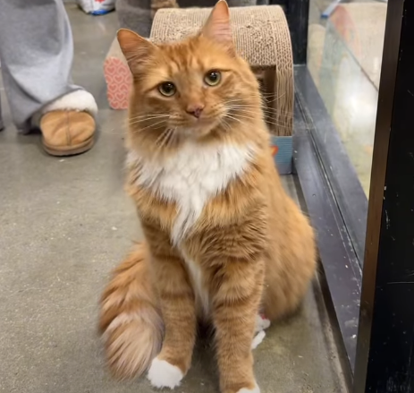 From Cozy Home to Shelter Cage: Zeke the Cat's Quest for a Second Chance After Owners Divorce