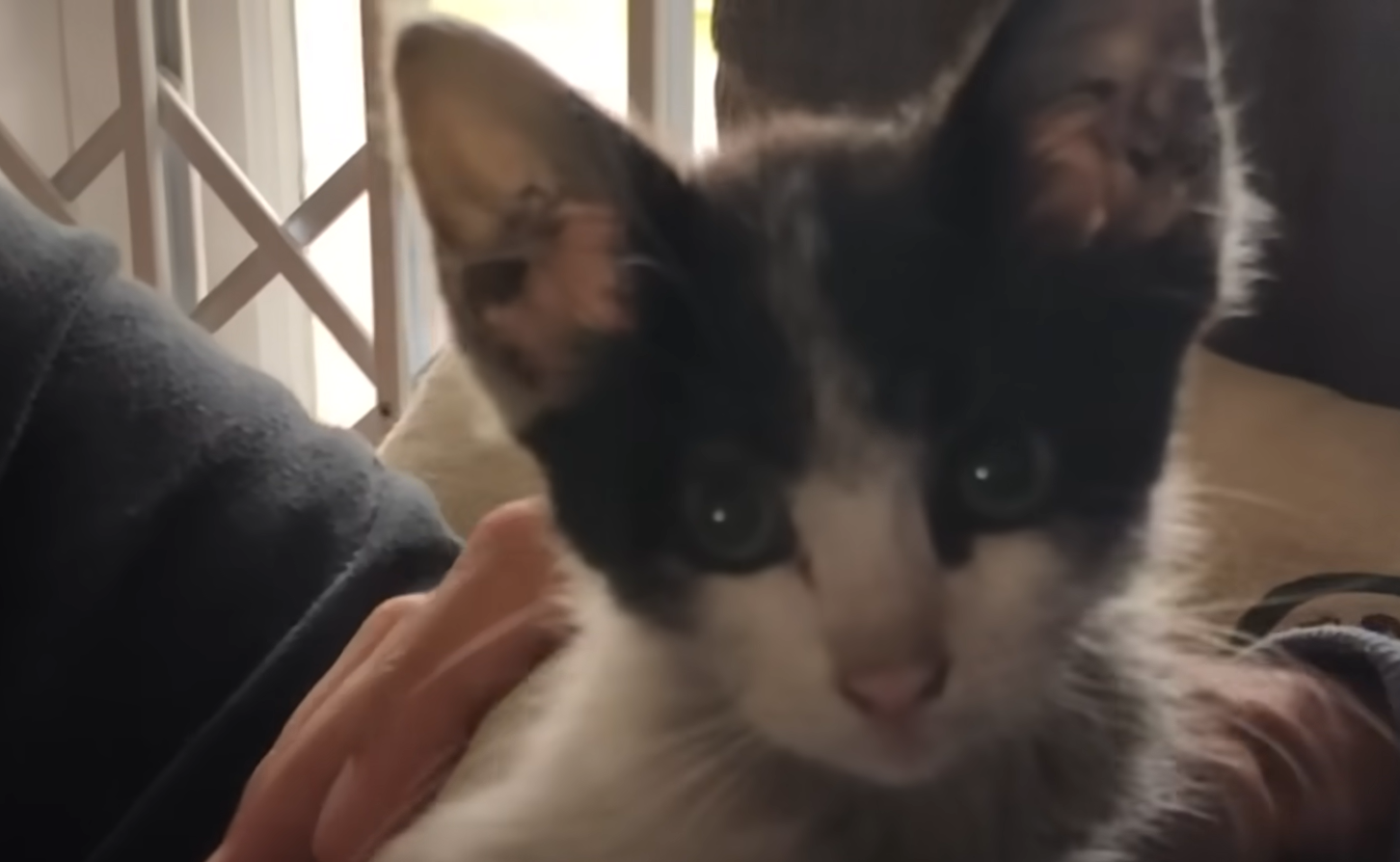 Tiny Abandoned Kitten's Desperate Plea Sparks Lifelong Bond and Neighborhood Playdates