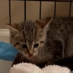 Spicy Kitten's Astonishing Transformation from Menace to Cuddly Lovebug