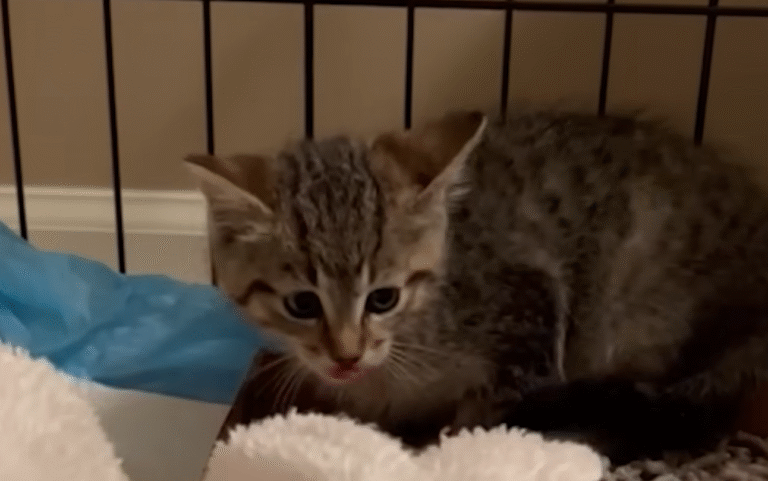 Spicy Kitten's Astonishing Transformation from Menace to Cuddly Lovebug
