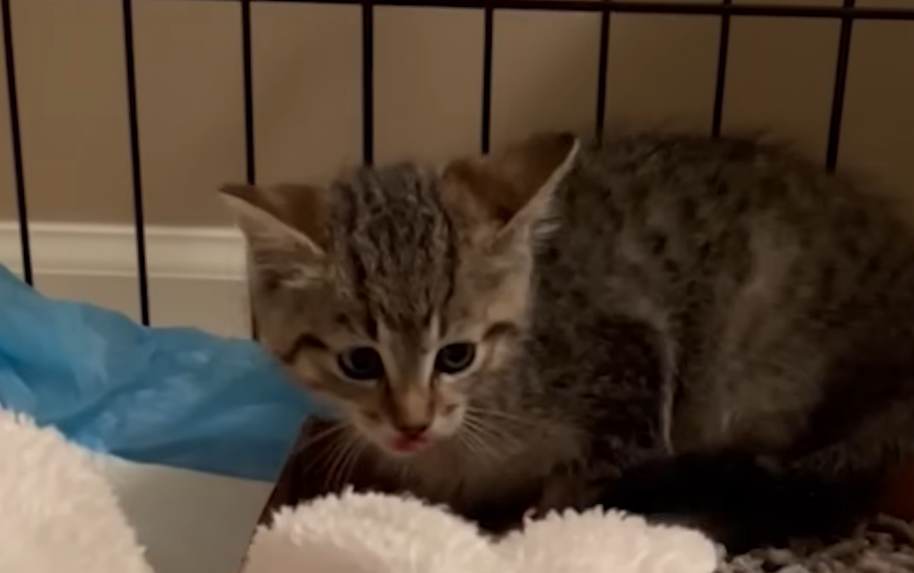 Spicy Kitten's Astonishing Transformation from Menace to Cuddly Lovebug