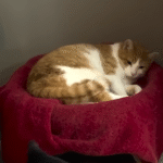 Gracie the Foster Cat's Hisses Vanish Thanks to One Special Red Sweater Miracle