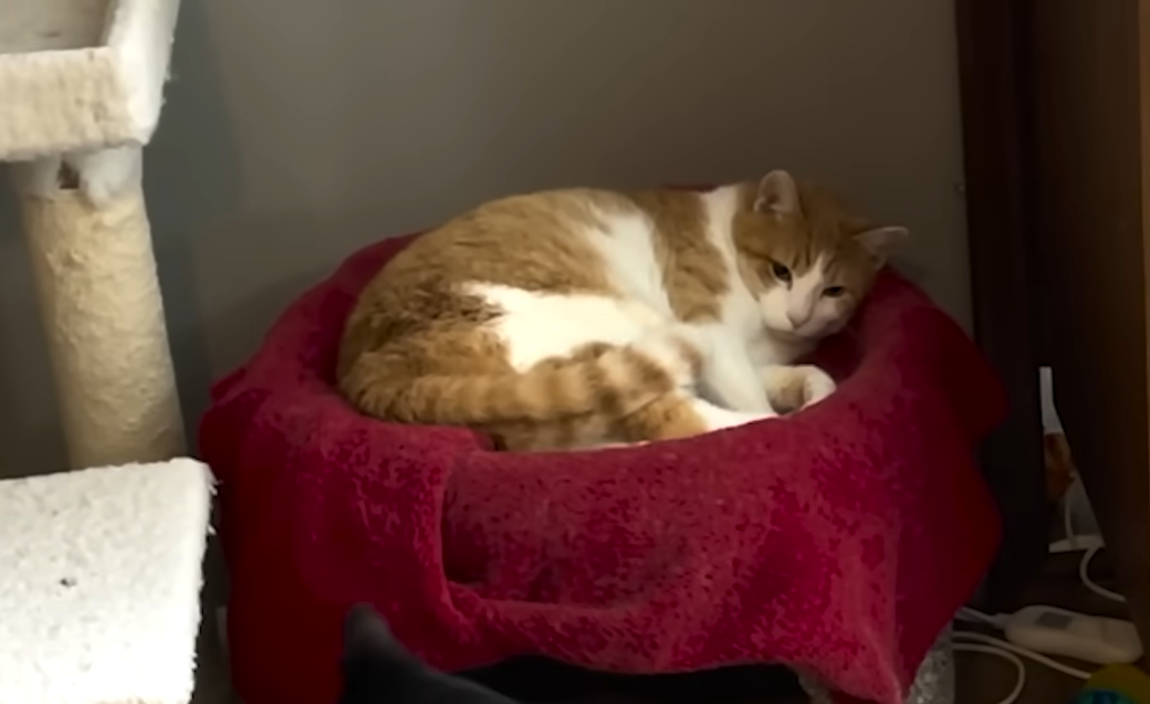 Gracie the Foster Cat's Hisses Vanish Thanks to One Special Red Sweater Miracle