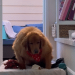 Golden Retriever Frannie's Jaw-Dropping Journey from 125 Pounds to Infinite Zoomies
