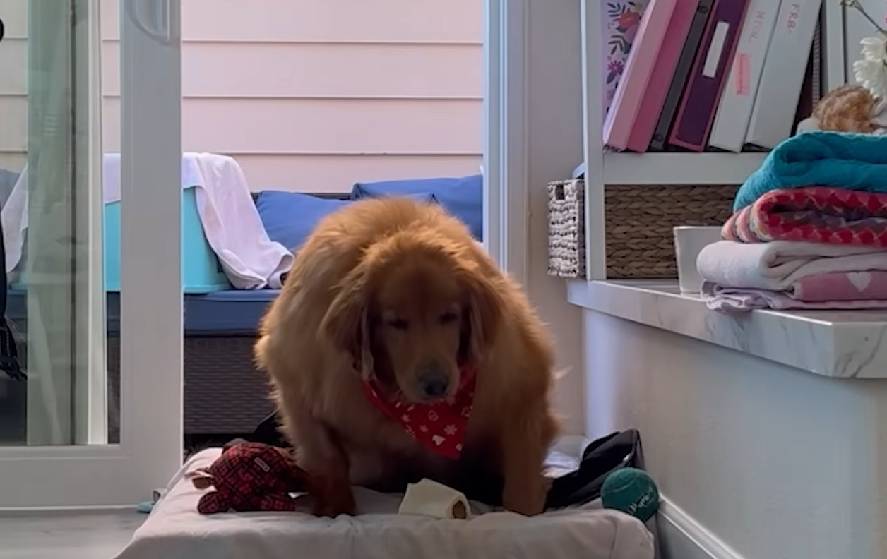 Golden Retriever Frannie's Jaw-Dropping Journey from 125 Pounds to Infinite Zoomies