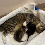 Rescue Cat's Surprise Delivery Derails Spay Appointment in Cambridge, Ohio