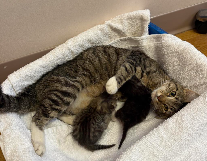 Rescue Cat's Surprise Delivery Derails Spay Appointment in Cambridge, Ohio