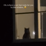 Faithful Cat's Window Vigil Delights Viewers in Viral Homecoming Clip