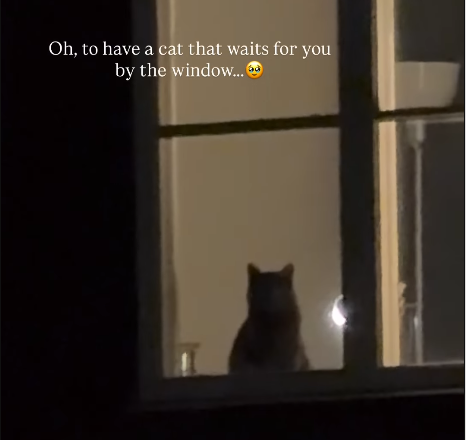 Faithful Cat's Window Vigil Delights Viewers in Viral Homecoming Clip
