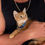 Musician J Rescues Tiny Kitten from McDonald's Lot, Introduces Him as Seranation's New Bandmate