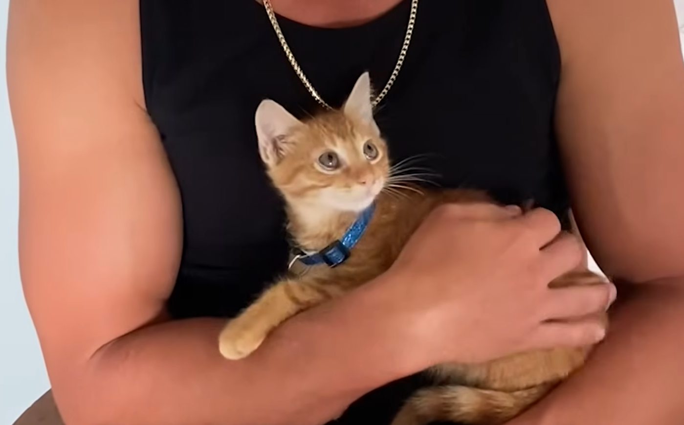 Musician J Rescues Tiny Kitten from McDonald's Lot, Introduces Him as Seranation's New Bandmate
