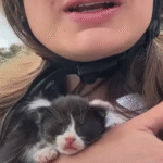 Skateboarder Evan Derails Cross-Country Quest to Save Trio of Roadside Kittens