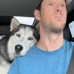 Husky's Unbreakable Bond with Owner Shattered Overnight by Adoring Newborn Daughter
