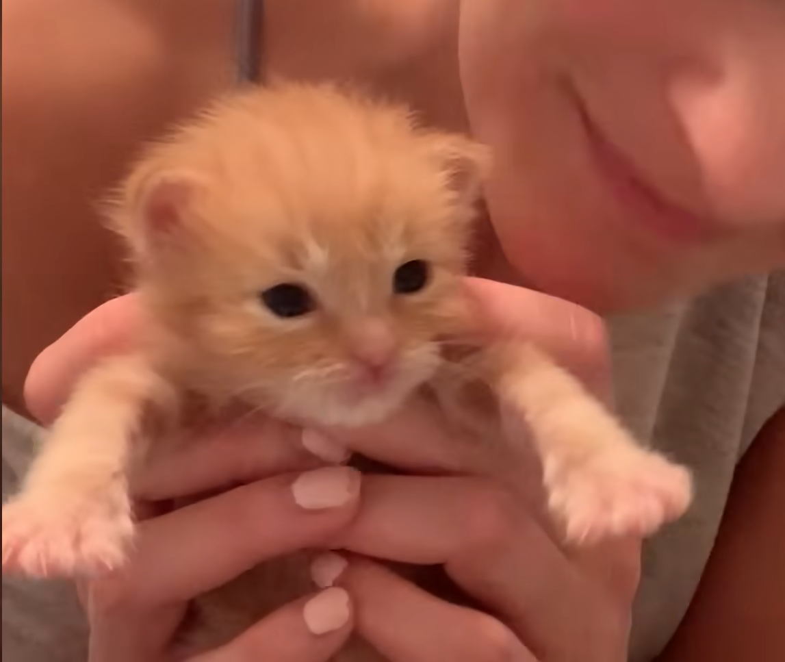 Tiny 'Drunken Sailor' Kitten Chester Rises to Rule His Home as King