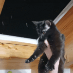 Black Cat's Wide-Eyed Wonder at Snowflakes Through the Window Goes Viral