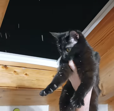 Black Cat's Wide-Eyed Wonder at Snowflakes Through the Window Goes Viral
