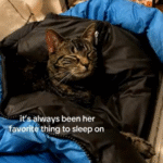 Rescued Tabby's Unwavering Love for a Puffer Jacket Uncovers Adoption Memory