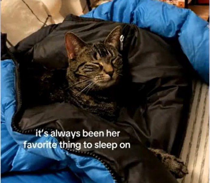 Rescued Tabby's Unwavering Love for a Puffer Jacket Uncovers Adoption Memory