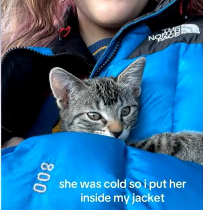 Rescued Tabby's Unwavering Love for a Puffer Jacket Uncovers Adoption Memory