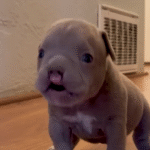 Tiny Cleftie Puppy Bam Bam Conquers Big Pit Bull Brothers in Heartwarming Family Triumph