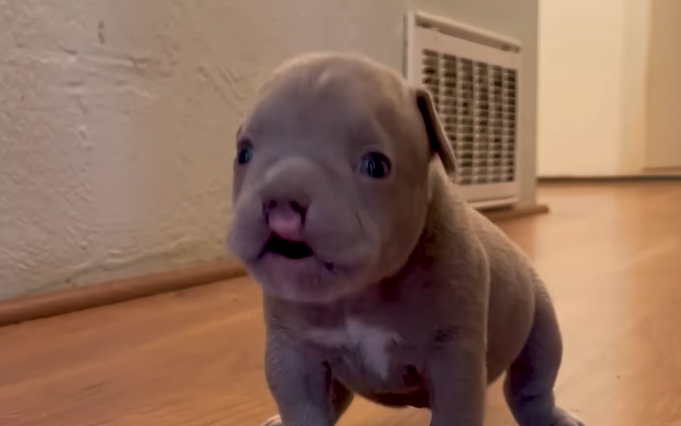 Tiny Cleftie Puppy Bam Bam Conquers Big Pit Bull Brothers in Heartwarming Family Triumph