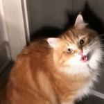 Jack Muffin the Cat's Heartbreaking Screams for Missing Sister Nikki Nugget Captivate Millions