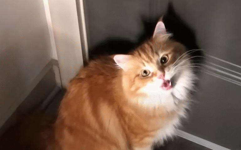 Jack Muffin the Cat's Heartbreaking Screams for Missing Sister Nikki Nugget Captivate Millions