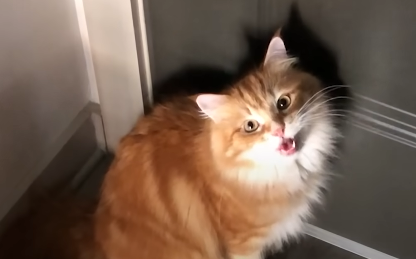 Jack Muffin the Cat's Heartbreaking Screams for Missing Sister Nikki Nugget Captivate Millions