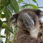 Reggie the Koala Advances in Recovery After Intensive Lung Treatment